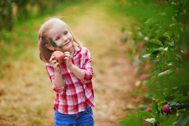 Kırmızı beyaz tişörtlü sevimli anaokulu kızı meyve bahçesinde ya da sonbahar günü çiftlikte olgun kırmızı elmaları topluyor. Çocuklar için açık hava sonbahar aktiviteleri