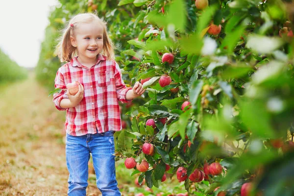 Adorabile Bambina Camicia Rossa Bianca Che Raccoglie Mele Biologiche Mature — Foto Stock