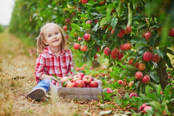 Adorabile Bambina Camicia Rossa Bianca Che Raccoglie Mele Biologiche Mature — Foto Stock