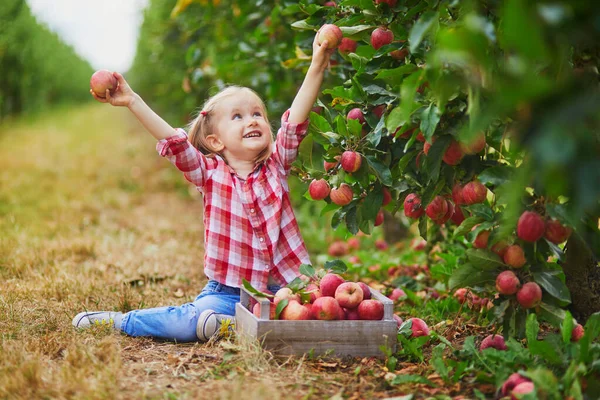 Imádnivaló Óvodás Lány Piros Fehér Ingben Vörös Érett Bio Almákat — Stock Fotó