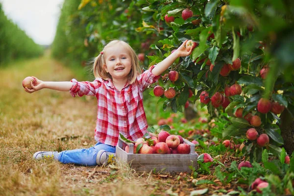 Adorabile Bambina Camicia Rossa Bianca Che Raccoglie Mele Biologiche Mature — Foto Stock