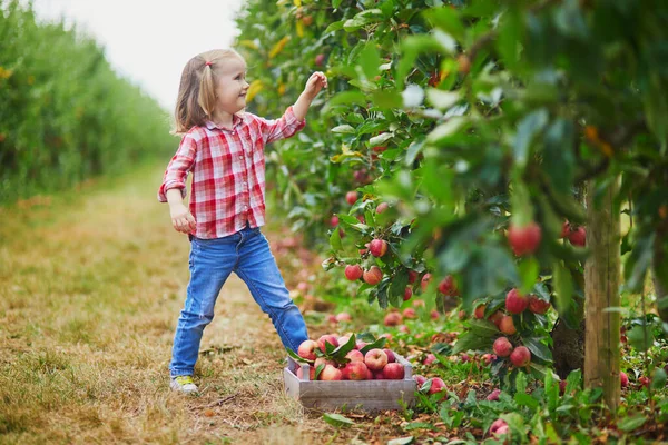 Adorable Preschooler Girl Red White Shirt Picking Red Ripe Organic — Stock Photo, Image