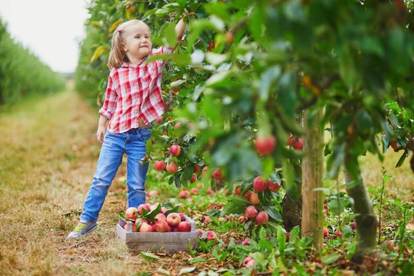 Adorable Niña Preescolar Camisa Roja Blanca Recogiendo Manzanas Orgánicas Maduras —  Fotos de Stock
