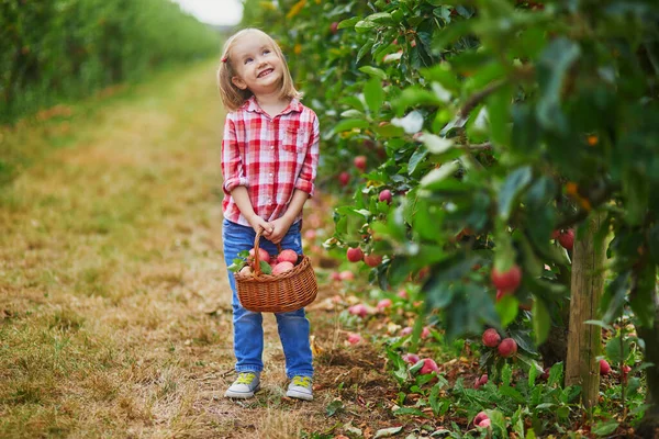 Adorabile Bambina Camicia Rossa Bianca Che Raccoglie Mele Biologiche Mature — Foto Stock