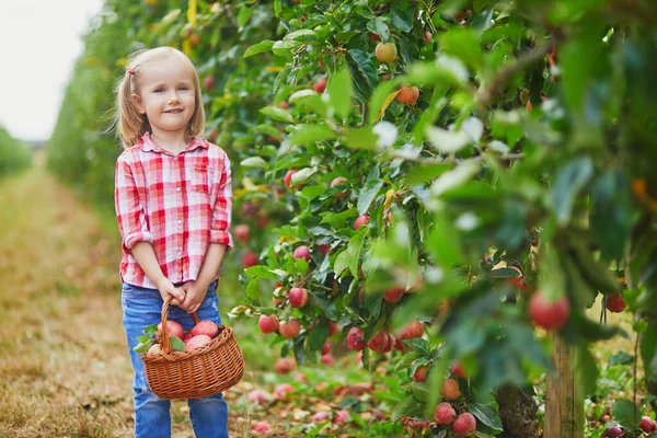 Adorable Niña Preescolar Camisa Roja Blanca Recogiendo Manzanas Orgánicas Maduras —  Fotos de Stock