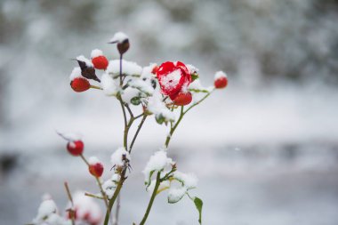 Kışın veya ilkbahar günü karla kaplı meyve ve çiçeklerle dolu gül ağacı dalları