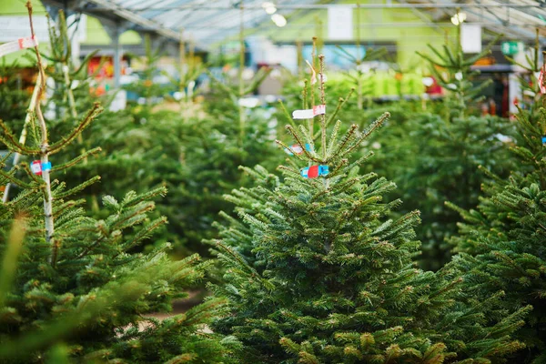 Molti Alberi Natale Sul Mercato Vendita Abeti Verdi Festeggiare Natale — Foto Stock