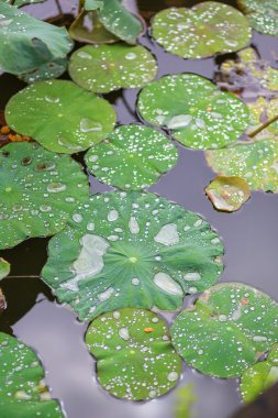 Lotus yapraklarda su damlaları