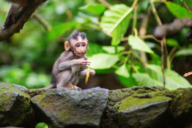 Kutsal maymun ormanındaki Ubud küçük bebek maymun