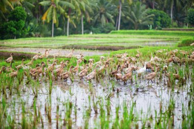 ördekler yakınındaki ubud pirinç tarlalarının üzerinde