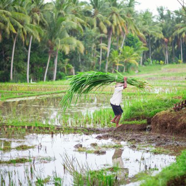 ubud pirinç tarlada çalışan adam