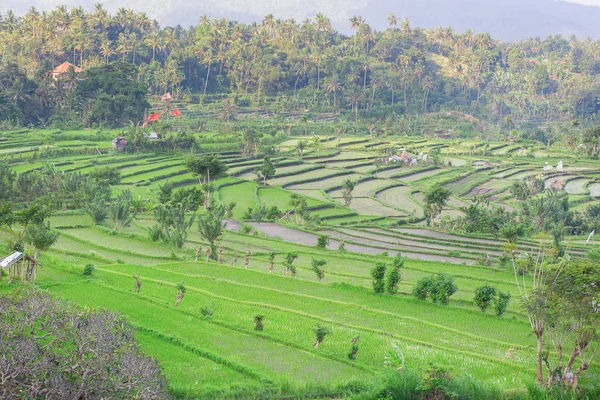 Piękny widok na pola ryżowe w bali — Zdjęcie stockowe