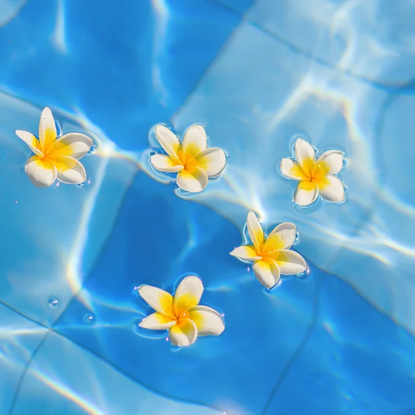 Mooie frangipani bloemen in water — Stockfoto