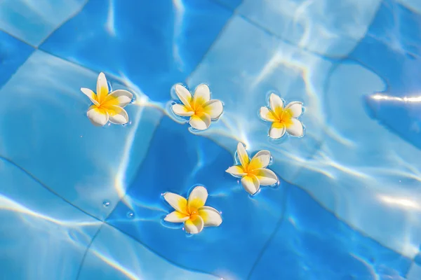 Mooie frangipani bloemen in water — Stockfoto