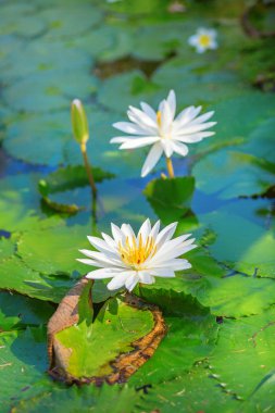 Güzel beyaz nilüferler