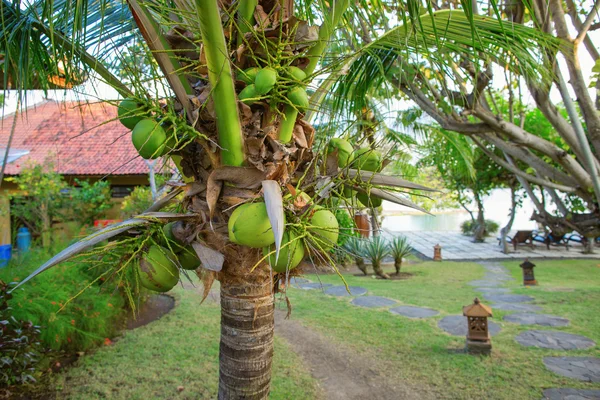 Palmeira de coco em um resort tropical em Bali — Fotografia de Stock