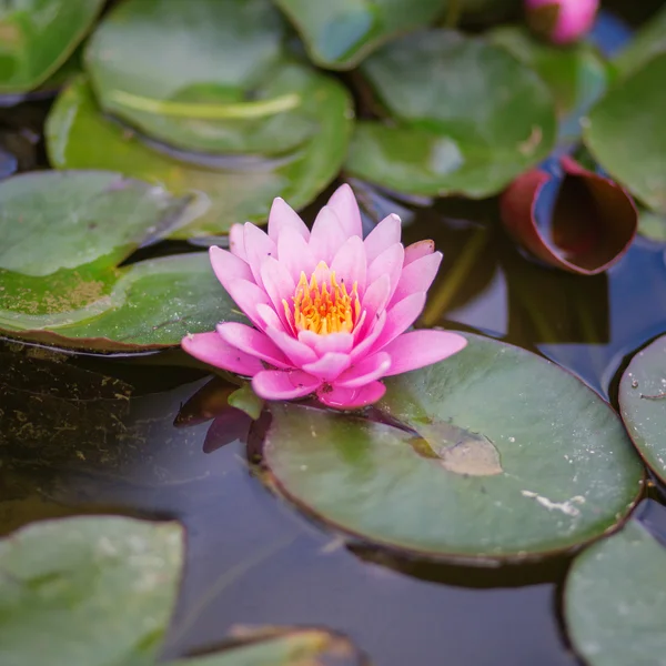 Pink water lily in the pond — Stock Photo, Image