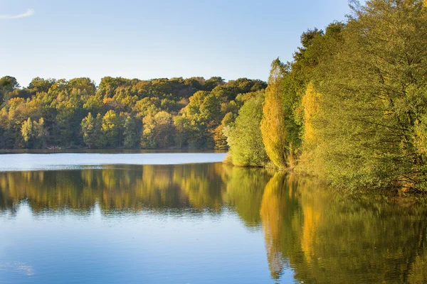 Ljusa falla träd med sin spegelbild i vattnet — Stockfoto