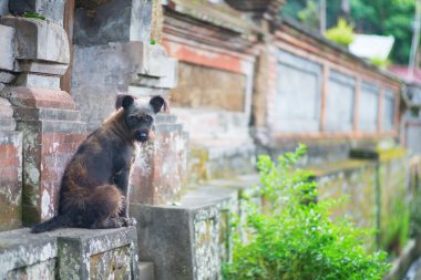 Bir Ubud, Bali bir sokakta başıboş köpek