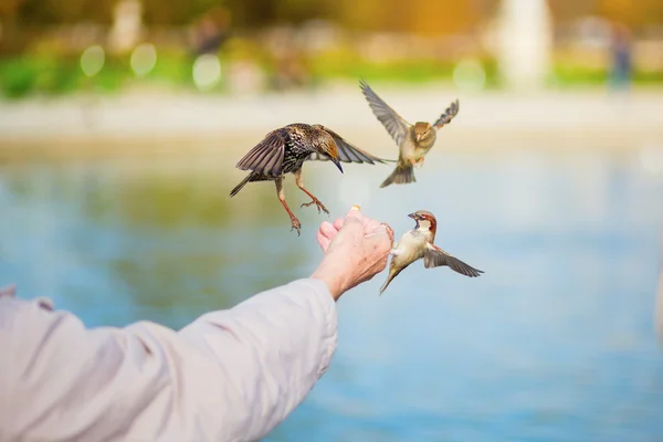 Man feeding sparrows and starlings — Stock Photo, Image