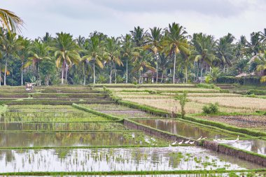 Pirinç tarlaları yakınındaki Ubud, Bali yağışlı bir hava üzerinde
