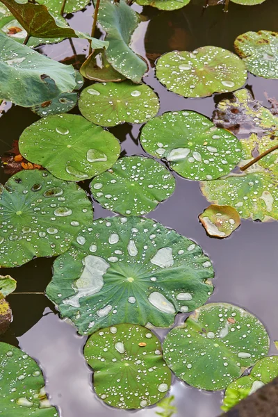 Kapky vody na listech aplikace lotus — Stock fotografie