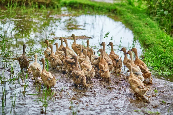 Patos em campos de arroz perto de Ubud, Bali, Indonésia — Fotografia de Stock