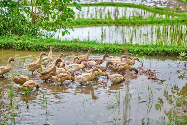 Kachny na rýžová pole v ubud, bali, Indonésie — Stock fotografie