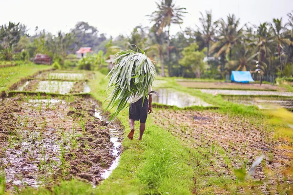 Man som arbetar på risfält nära Ubud, Bali — Stockfoto