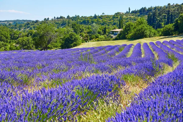 Beautiful blooming lavender field — Stock Photo, Image