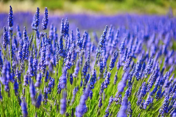 Beautiful blooming lavender field — Stock Photo, Image