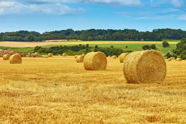 Golden hay bales in countryside — Stock Photo, Image