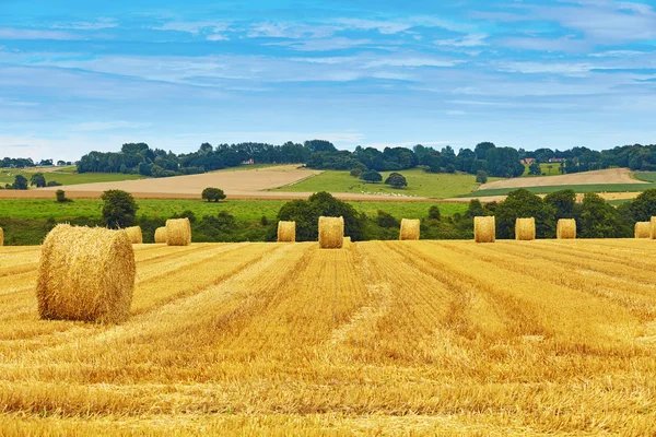 Fardos de feno dourado no campo — Fotografia de Stock