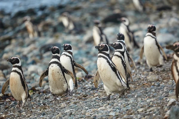 Pingüinos magallánicos en medio natural — Foto de Stock