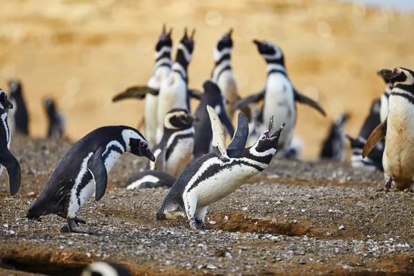 Magellanic penguins in natural environment — Stock Photo, Image