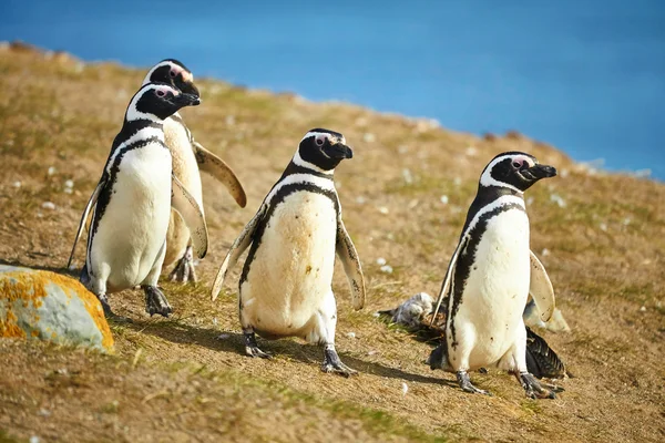 Pingwiny Magellana w środowisku naturalnym — Zdjęcie stockowe