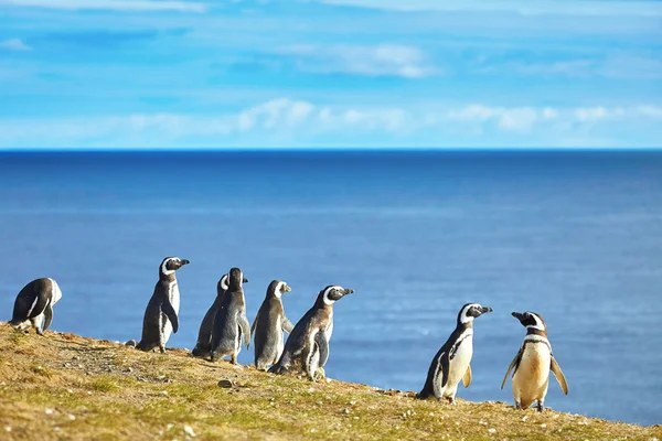 Magellanic penguins in natural environment — Stock Photo, Image