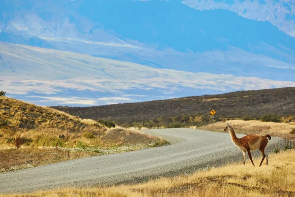 Guanako w naturalnym parku Torres del Paine — Zdjęcie stockowe