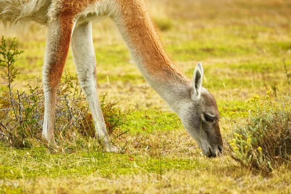 Guanaco in Torres del Paine national park — Stock Photo, Image