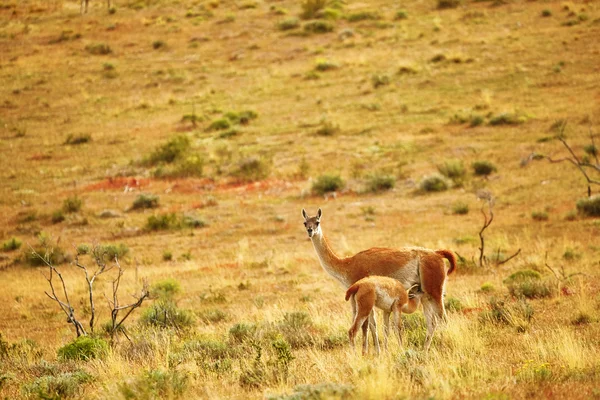 Mother guanaco feeding its baby — Stock Photo, Image