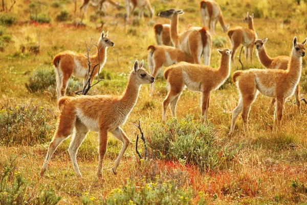 Dzikie guanacoes w naturalnym parku Torres del Paine — Zdjęcie stockowe