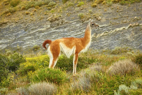 Guanaco in Torres del Paine national park — Stock Photo, Image