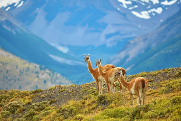 Guanacoes em Torres del Paine parque nacional — Fotografia de Stock