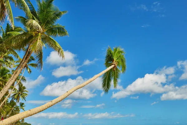 Palmy nad wodą na plaży na wyspie Boracay — Zdjęcie stockowe