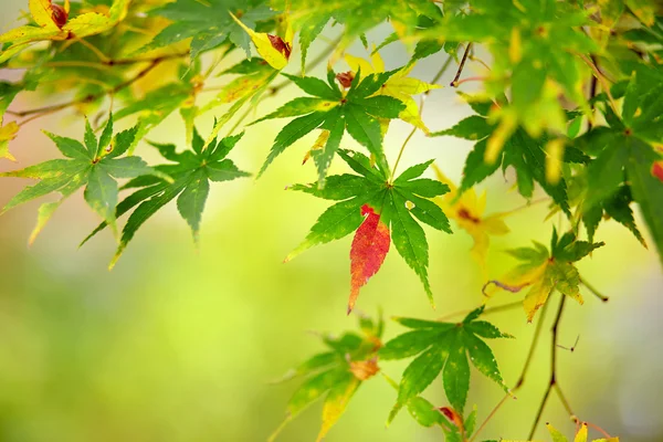 Beautiful reddening japanese maple — Stock Photo, Image