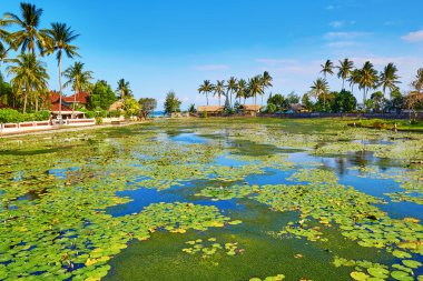 Beautiful lotus lagoon in Candidasa, Bali clipart