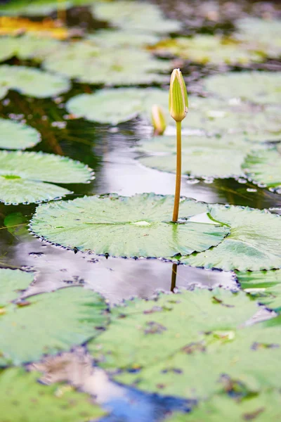 A víz liliom virág buf — Stock Fotó