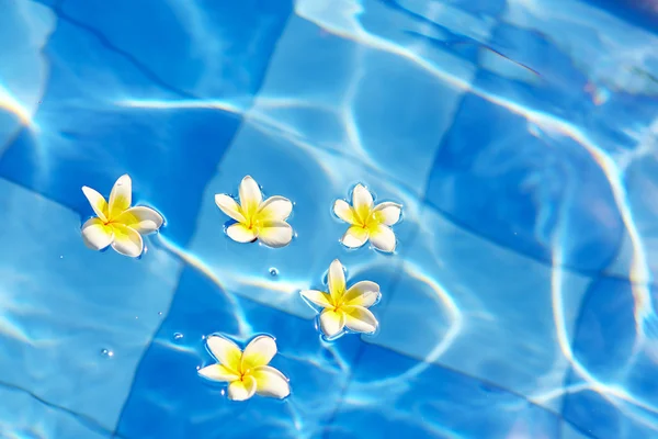 Fiori Frangipani galleggianti in acqua blu — Foto Stock