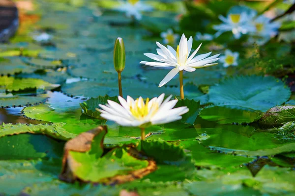 Красиві білі водяні лілії в ставку — стокове фото