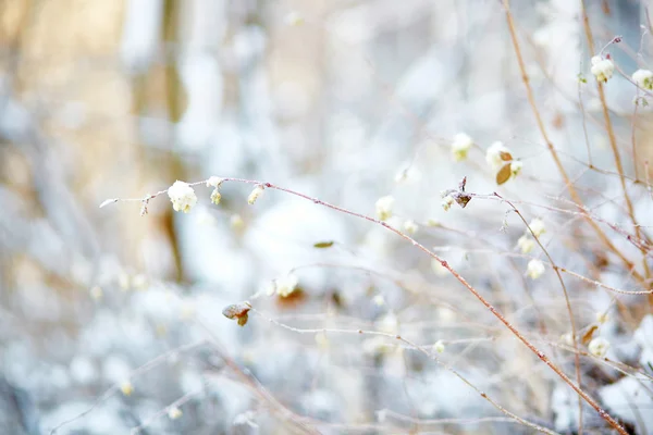Snowberries — Stock Photo, Image